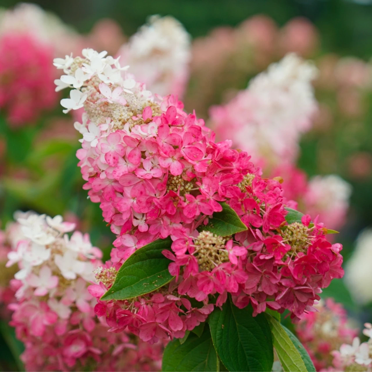 Pinky Winky Prime™ Hydrangea 3 Pinky Winky Prime™ Hydrangea