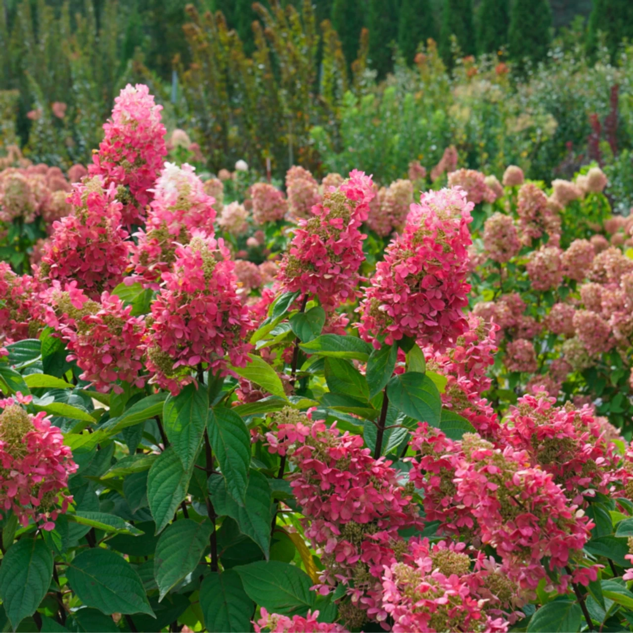 Pinky Winky Prime™ Hydrangea 7 Pinky Winky Prime™ Hydrangea - Image 5