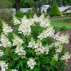 Pinky Winky Prime™ Hydrangea 11 Pinky Winky Prime™ Hydrangea -Garden Plant Store Pinky Winky Prime Hydrangea Flowering in the Garden 21825.1675158331