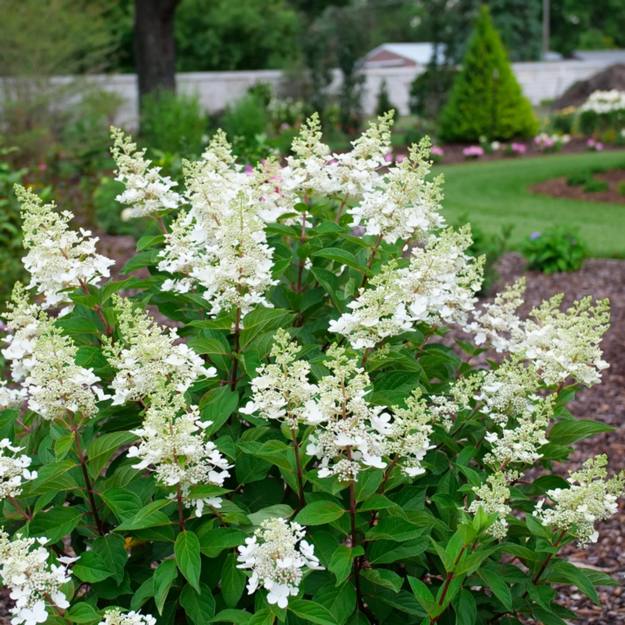 Pinky Winky Prime™ Hydrangea 6 Pinky Winky Prime™ Hydrangea - Image 4