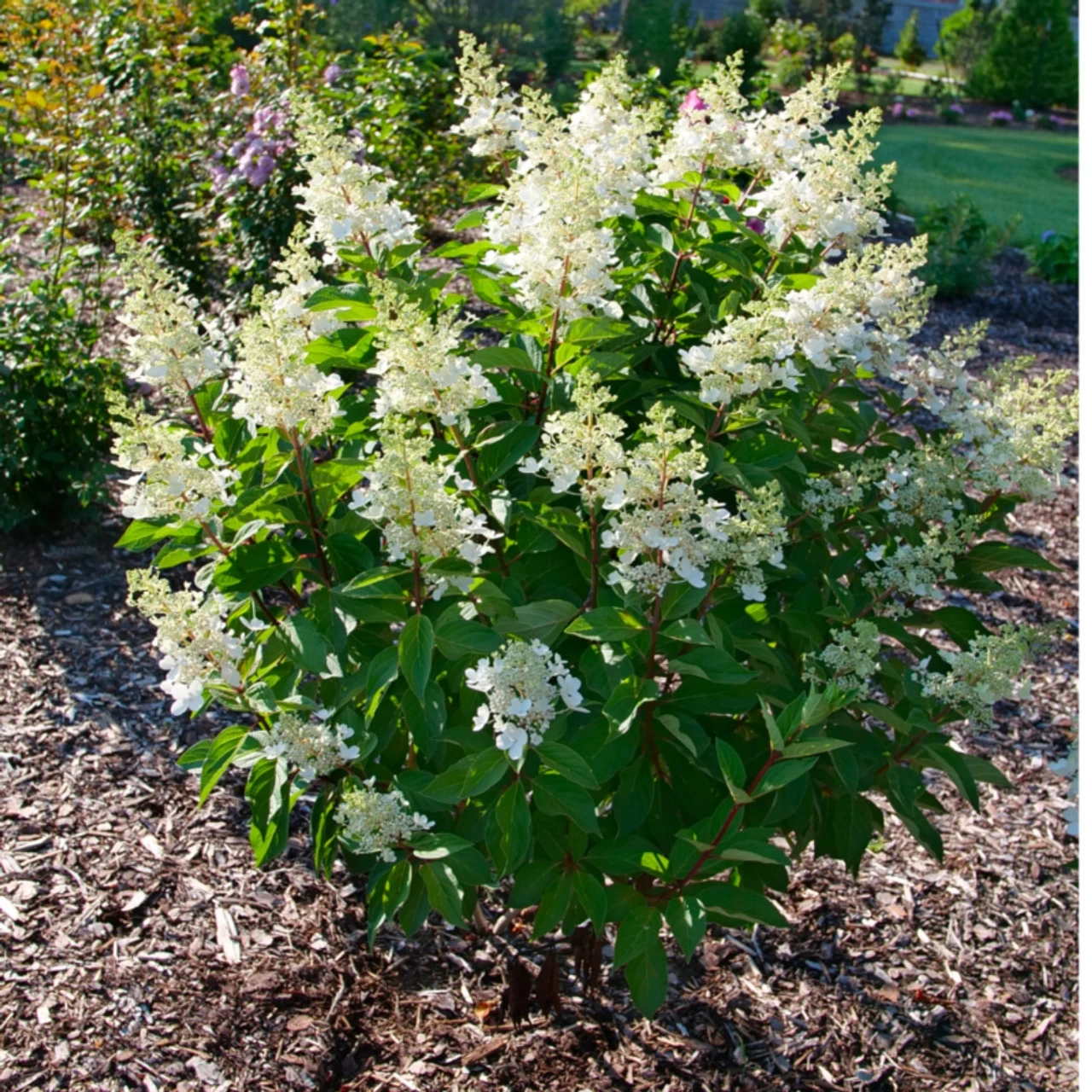 Pinky Winky Prime™ Hydrangea 8 Pinky Winky Prime™ Hydrangea - Image 6