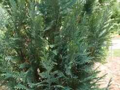 Pinpoint® Blue False Cypress -Garden Plant Store Pinpoint Blue False Cypress Foliage 31363.1610644039