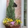 Pinpoint® Blue False Cypress