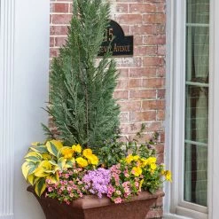 Pinpoint® Blue False Cypress