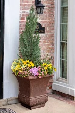 Pinpoint® Blue False Cypress -Garden Plant Store Pinpoint Blue False Cypress in the spring 13469.1610644049