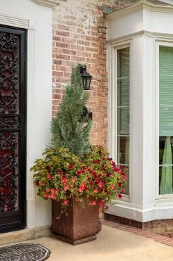 Pinpoint® Blue False Cypress -Garden Plant Store Pinpoint Blue False Cypress in the summer 37758.1610644046