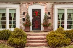 Pinpoint® Blue False Cypress -Garden Plant Store Pinpoint Blue False Cypress in the winter 37819.1610644053