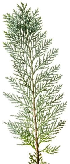 Pinpoint® Blue False Cypress -Garden Plant Store Pinpoint Blue False Cypress leaves 21502.1610644042