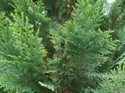 Pinpoint® Blue & Gold False Cypress -Garden Plant Store Pinpoint Blue Gold False Cypress Closeup 39813.1610643878
