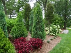Pinpoint® Blue & Gold False Cypress -Garden Plant Store Pinpoint Blue Gold False Cypress Landscape 61208.1610643875