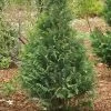 Pinpoint® Blue & Gold False Cypress -Garden Plant Store Pinpoint Blue Gold False Cypress Main Image 56198.1610643867