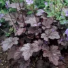 Plum Pudding Coral Bells