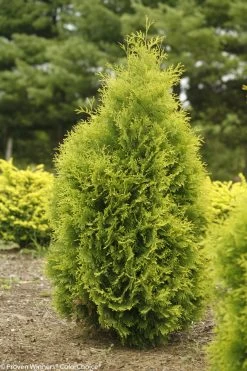 Polar Gold Arborvitae -Garden Plant Store Polar Gold Arborvitae Bush 27134.1523215505