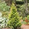 Polar Gold Arborvitae -Garden Plant Store Polar Gold Arborvitae Shrub 66152.1523215471