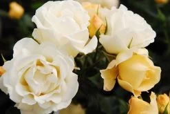 Popcorn Drift Groundcover Rose -Garden Plant Store Popcorn Drift Rose Shrub Blooming 39333.1553565414