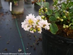 Infinitini® White Crape Myrtle -Garden Plant Store Potted Infinitini White Crape Myrtle With Flower Buds 98430.1519266431