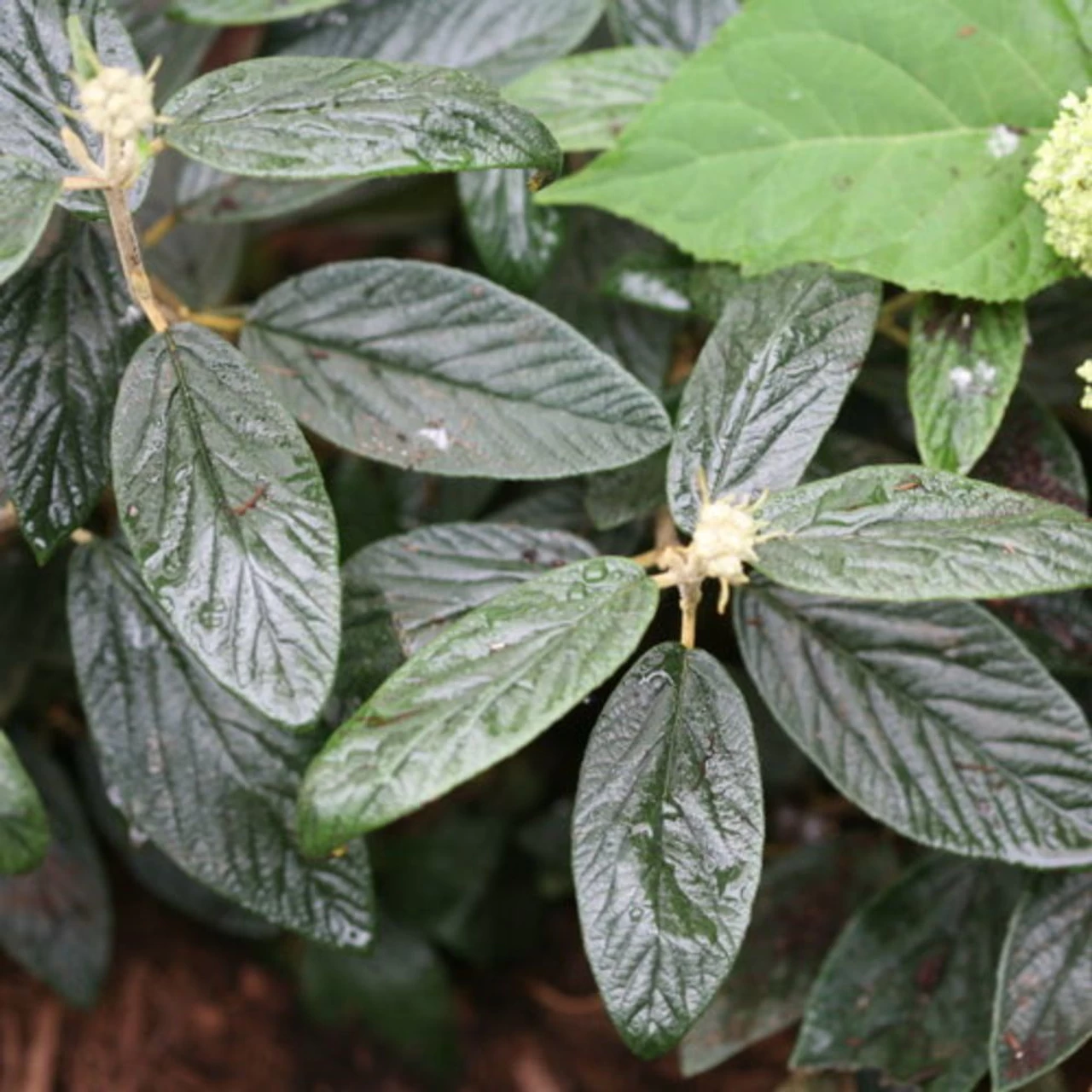 Prague Viburnum 4 Prague Viburnum - Image 2