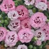 Pretty Poppers® Appleblossom Burst Pinks Dianthus -Garden Plant Store Pretty Poppers Appleblossom Burst Pinks Dianthus Flowers Close up 34157.1649175471