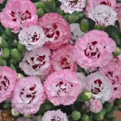 Pretty Poppers® Appleblossom Burst Pinks Dianthus