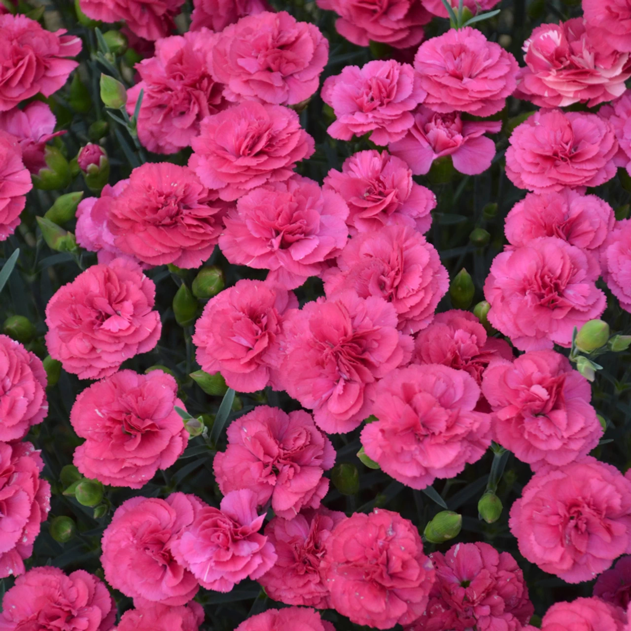 Pretty Poppers® Double Bubble Pinks Dianthus 3 Pretty Poppers® Double Bubble Pinks Dianthus