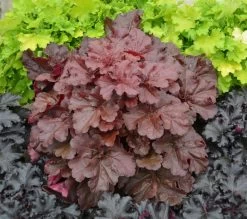 Primo® Mahogany Monster Coral Bells -Garden Plant Store Primo Mahogany Monster Coral Bells Foliage 19320.1551416735