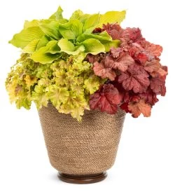 Primo® Mahogany Monster Coral Bells -Garden Plant Store Primo Mahogany Monster Coral Bells in Container with other Heuchera 12693.1551416735