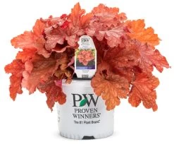 Primo® Peachberry Ice Coral Bells -Garden Plant Store Primo Peachberry Ice Coral Bells in Proven Winners Pot 13568.1551416736