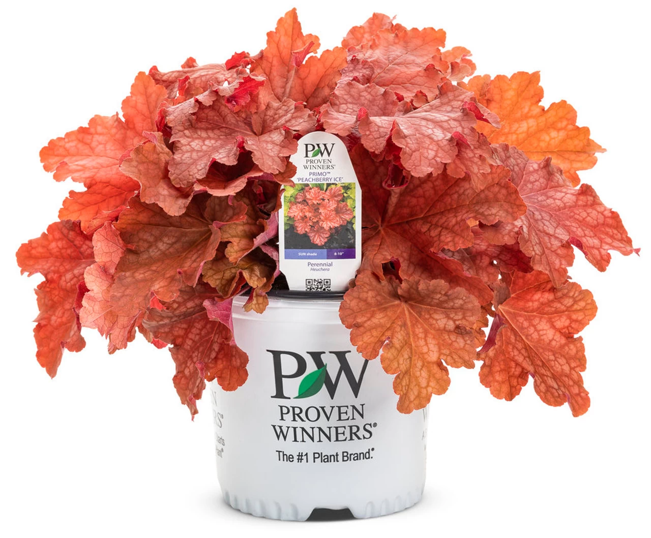 Primo® Peachberry Ice Coral Bells - Image 4