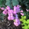 Proud Berry® Coral Berry -Garden Plant Store Proud Berry Coral Berry 02764.1611597003