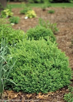 North Star® Boxwood -Garden Plant Store Pruned North Star Boxwood Bush 15411.1519182585