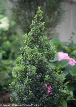 Sky Box® Japanese Holly -Garden Plant Store Pruned Sky Pointer Japanese Holly 63660.1523141604