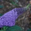 Pugster® Amethyst Butterfly Bush -Garden Plant Store Pugster Amethyst Butterfly Bush with Large Purple Flower c 64941.1549755026