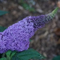 Pugster® Amethyst Butterfly Bush