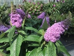 Pugster® Amethyst Butterfly Bush -Garden Plant Store Pugster Amethyst Butterfly Bushes with Purple Blooms 34713.1549755026