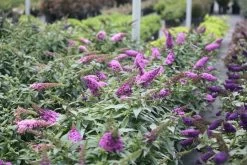 Pugster Periwinkle® Butterfly Bush -Garden Plant Store Pugster Periwinkle Buddleia with Blooms 30982.1549755027