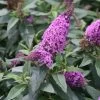Pugster Periwinkle® Butterfly Bush -Garden Plant Store Pugster Periwinkle Butterfly Bush with Purple Flowers c 92727.1549755027