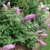 Pugster Pinker Butterfly Bush -Garden Plant Store Pugster Pinker Butterfly Bushes in the Garden Blooming 35054.1611889711