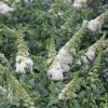 Pugster White® Butterfly Bush -Garden Plant Store Pugster White Buddleia with White Blooms c 66881.1549755027