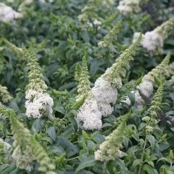Pugster White® Butterfly Bush