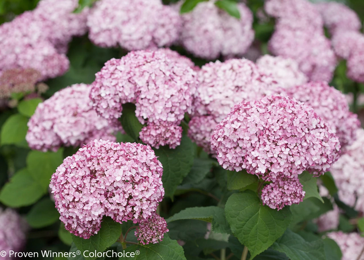 Incrediball® Blush Hydrangea 9 Incrediball® Blush Hydrangea - Image 7