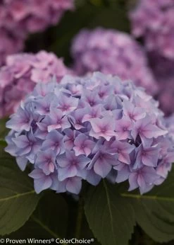 Let's Dance® Rhythmic Blue® Hydrangea -Garden Plant Store Purple Lets Dance Rhythmic Blue Hydrangea Bloom 65871.1518060062