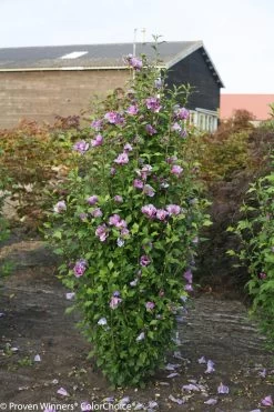 Purple Pillar® Rose Of Sharon -Garden Plant Store Purple Pillar Hibiscus Shrub With Flowers 24661.1523197677