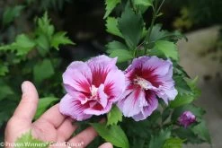 Purple Pillar® Rose Of Sharon -Garden Plant Store Purple Pillar Rose of Sharon Flowers Close Up 45290.1523197688