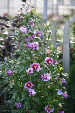 Purple Pillar® Rose Of Sharon -Garden Plant Store Purple Pillar Rose of Sharon Shrub Next to Fence 92704.1523197666