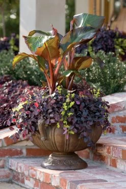 Purple Pixie Loropetalum -Garden Plant Store Purple Pixie Loropetalum in Planter on Porch 11706.1499387984