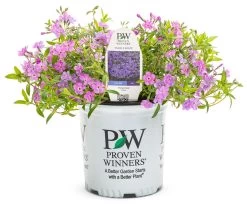 Purple Sprite Phlox -Garden Plant Store Purple Sprite Phlox in Proven Winners Pot 79725.1551416738