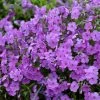 Purple Sprite Phlox -Garden Plant Store Purple Sprite Phlox with Purple Blooms 86542.1615499988