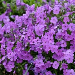 Purple Sprite Phlox