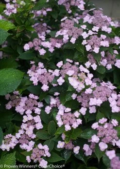 Tiny Tuff Stuff® Hydrangea -Garden Plant Store Purple Tiny Tuff Stuff Hydrangea Flowers 80323.1518384538