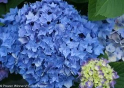 Let's Dance® Rhythmic Blue® Hydrangea -Garden Plant Store Purple and Blue Lets Dance Rhythmic Blue Hydrangea 77861.1518060046